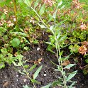 Lycium barbarum